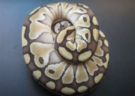 Image result for Ball Python Not Eating
