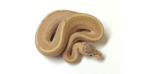 Image result for Leopard Puma Ball Python