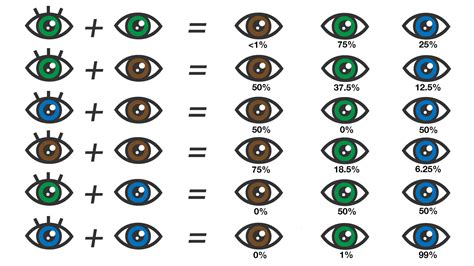 eye color chart what color eyes will my baby have - curious if your ...