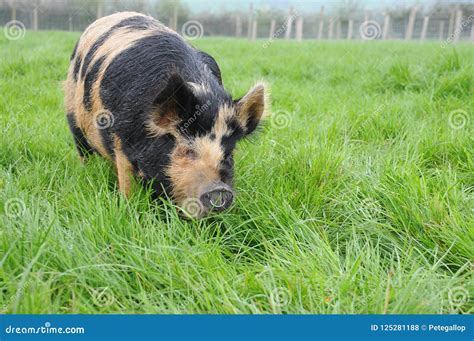 Kune Kune Pig