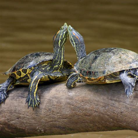 Types of Freshwater Turtles - Types of Domestic Turtles