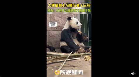 大熊猫被小鸟薅毛毫无反应淡定干饭 网友笑谈：任你薅我不动如山--快科技--科技改变未来