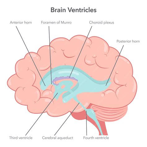 Premium Vector | Human brain ventricles anatomy vector illustration diagram
