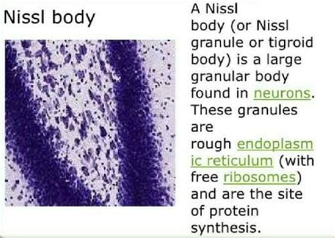 The Nisslandrsquo;s granules of nerve cells are made up of [1997, 03]a ...