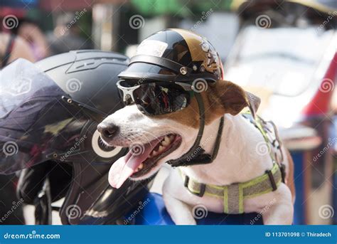 Dog wearing a helmet stock photo. Image of brown, helmet - 113701098