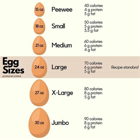 Egg Sizes Chart: The Ultimate Guide for Buying Eggs