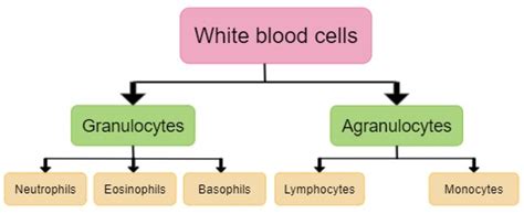 White blood corpuscles or leucocytes — lesson. Science State Board ...
