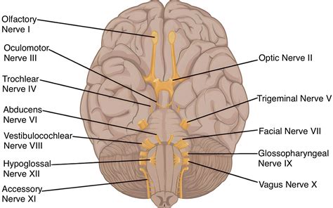 3.12: Nerves - Medicine LibreTexts