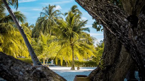 Download wallpaper 3840x2160 palm trees, tropics, trees, sand, beach 4k ...