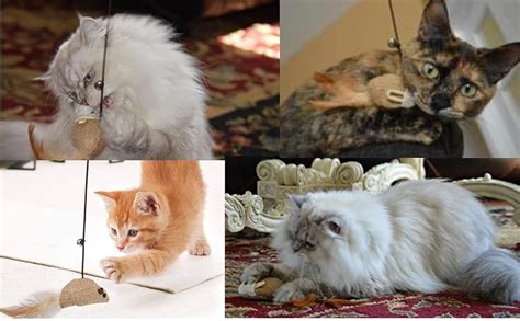 Buy Foodie Puppies Cat Teaser Playing Stick Wooden Cat Wand Toy for ...