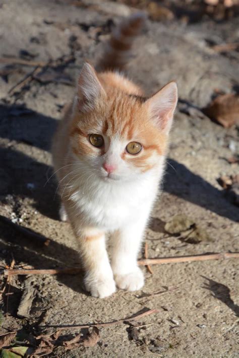 Things to take care of with your 3 month old kitten – Artofit