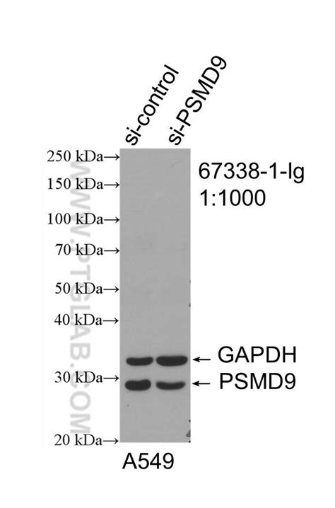 PSMD9 antibody (67338-1-Ig) | Proteintech