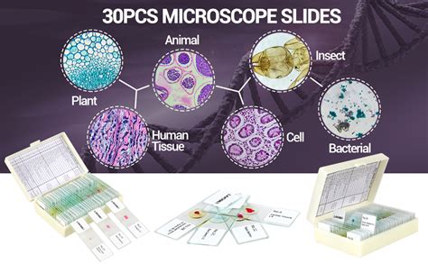 Image result for Microscope Slides Animation