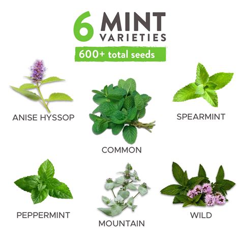Peppermint Plant With Flower