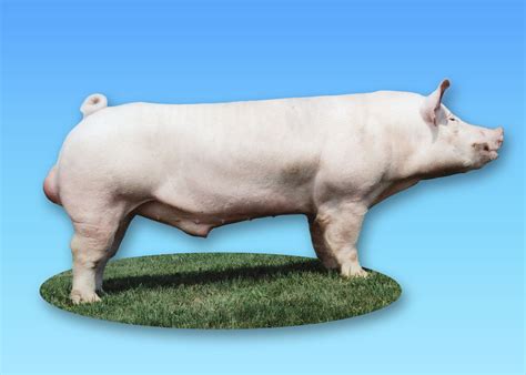 American Yorkshire | The Pig Site