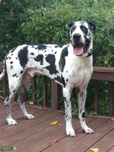 What Dogs Go Well With Great Danes at Ralph Scott blog