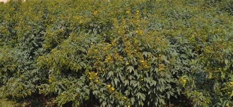 Indian Institute of Pulses Research