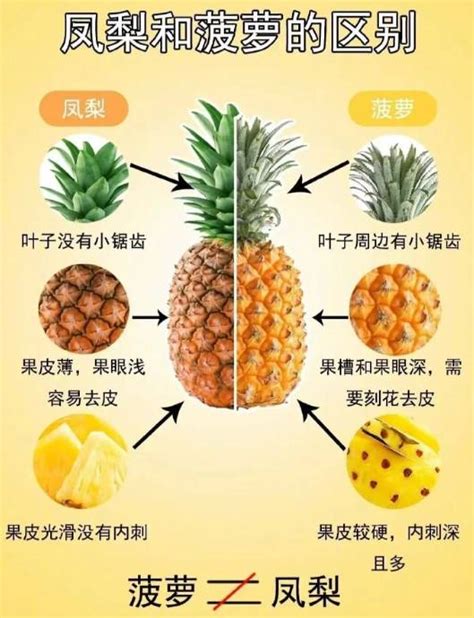 凤梨和菠萝的区别（菠萝和凤梨是同一种水果，但真有区别，到底有啥不同？） | 说明书网