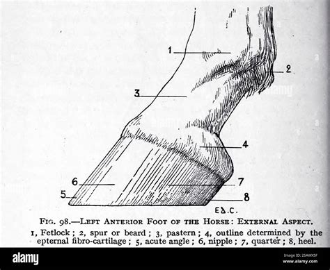 LEFT ANTERIOR FOOT OF THE HORSE: EXTERNAL ASPECT from Artistic anatomy ...
