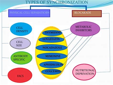 Image result for Cell Cycle Synchronization