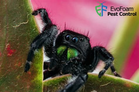 Jumping Spider Bite: Symptoms, Risks & Treatment Tips