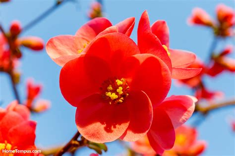 What Is A Flower That Starts With Q at Jerry Eberhardt blog