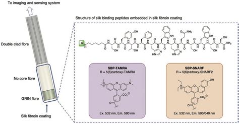 Double-Clad Fiber-Based Multifunctional Biosensors and Multimodal ...