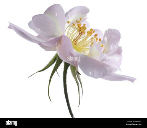 Antique garden rose isolated on white background Stock Photo - Alamy