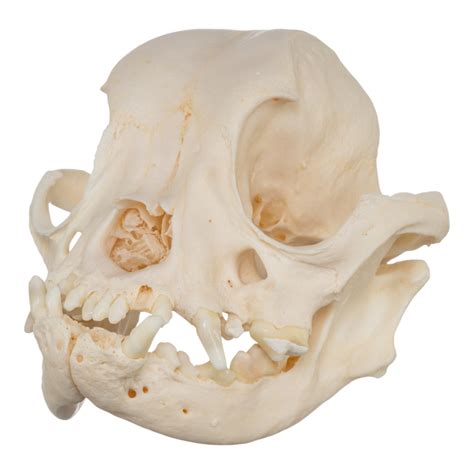 Real French Bulldog Skull For Sale — Skulls Unlimited International, Inc.