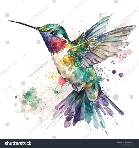 Watercolor Hummingbird Vector Hummingbirds Isolated Multi-colored Stock ...