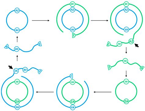 Rolling Circle Replication