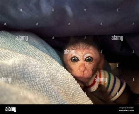 Baby Monkeys Dressed Up