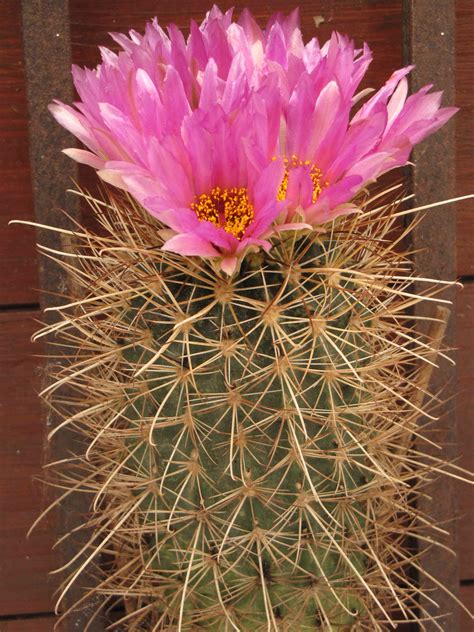 Sclero Medical Term Unveiling Its Significance - Onecert