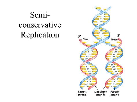 PPT - Understanding Nucleotides and Nucleic Acids Chemistry PowerPoint ...