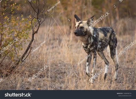 Dogs 的图像结果