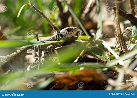 Image result for Spring Lizard