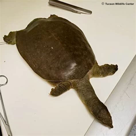 Home - Tucson Wildlife Center