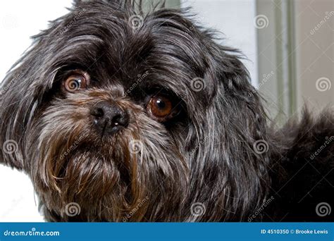 Black Shih Tzu stock photo. Image of grey, fluffy, animal - 4510350
