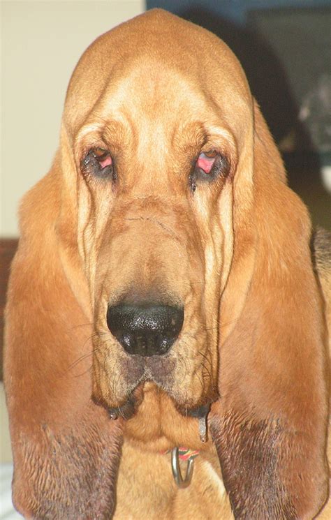 Pets for Adoption at Southeast Bloodhound Rescue, in Carrollton, GA ...