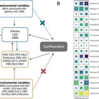 Image result for Introduction to Mendelian Randomization