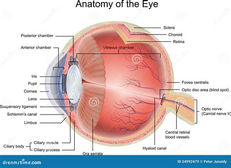 Anatomía Del Ojo Imágenes de archivo libres de regalías - Imagen: 24992479