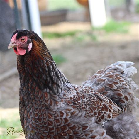 Splash Blue Laced Red Wyandotte