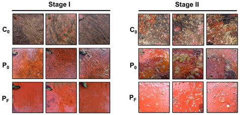 Differential Colonization Dynamics of Marine Biofilm-Forming Eukaryotic ...