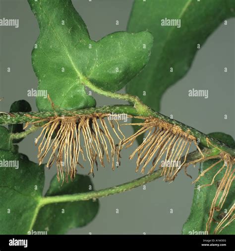 Ivy Hedera helix adventitious roots used to clinging onto vertical ...