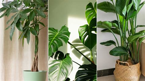 Best tall houseplants — 10 lofty options for indoor…