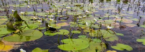 Kas Plateau Committee Website