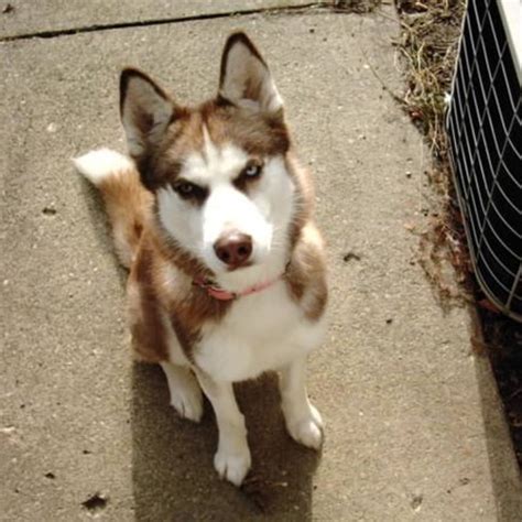 Should You Shave A Siberian Husky