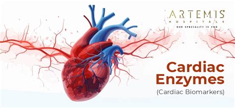 Cardiac Enzymes (Biomarkers) Types and Their Role in Diagnosing Heart ...