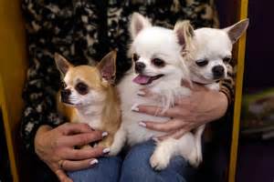How One Chihuahua Proved to Be a Link to the Ancient Dogs That Moved to ...