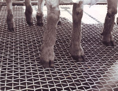 Trending Black Sheep Flooring You’ll Love